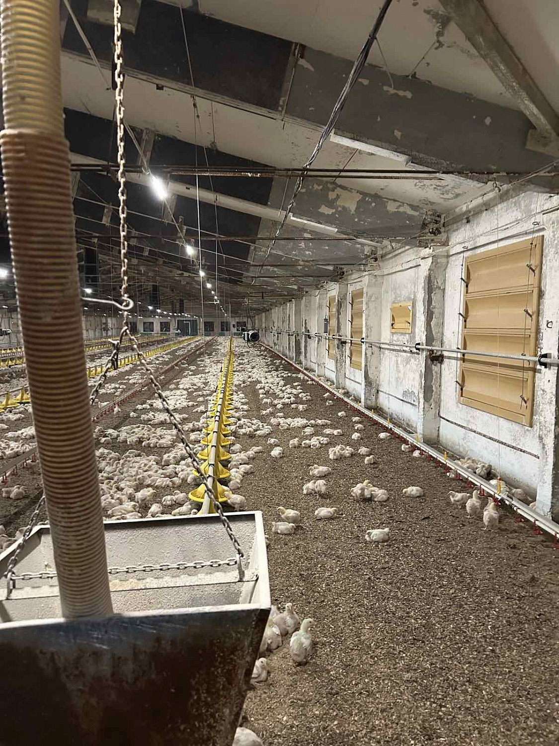 Комплекс для напольного содержания бройлера 85Х18, ГАП "Ресурс"